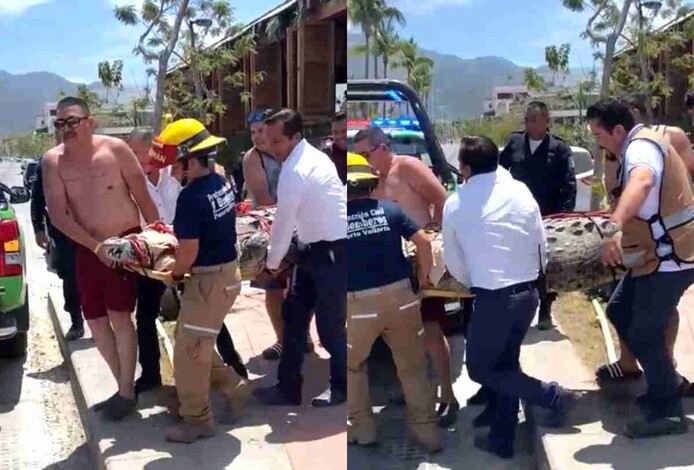 VIDEO: Capturan a cocodrilo de 250 kg de peso en zona turística de Puerto Vallarta