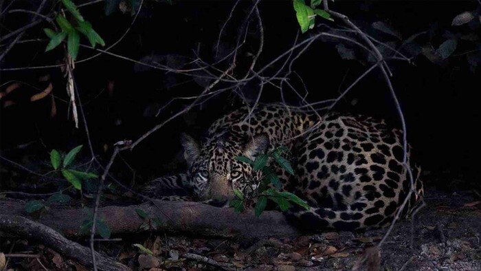 Video: Cazan y destazan a jaguar en Yucatán