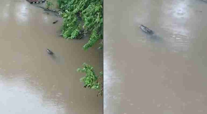 #VIDEO: Cocodrilos deambulan por calles y esteros de Veracruz tras fuertes lluvias