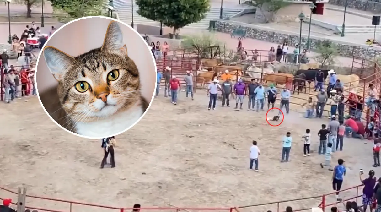 #Video: Crueldad Animal; Amarran pirotecnia a gatos durante rodeo en Guanajuato