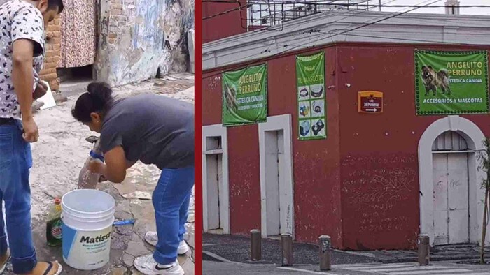 Video: Denuncian estética canina por bañar perros con jabón para trastes