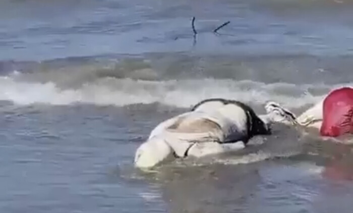 #Video | Dos hombres asesinados y maniatados fueron localizados a la orilla de la playa en Acapulco