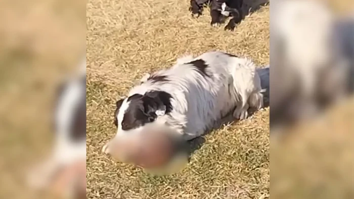 #Video: Encuentran a perro comiendo craneo humano en EdoMex