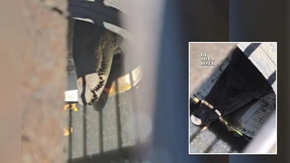 #Video: Encuentran cocodrilo dentro de las alcantarillas en fraccionamiento de Veracruz