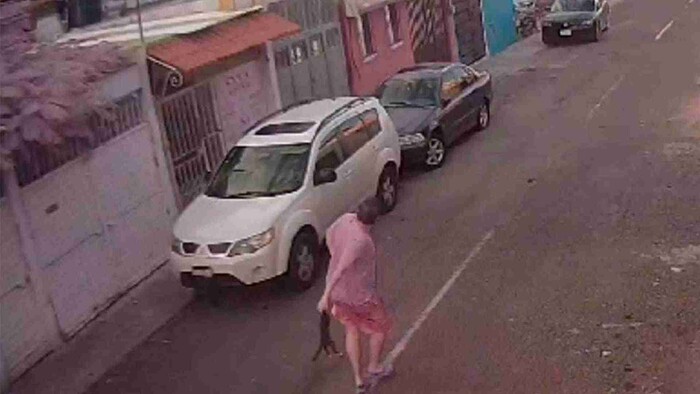 Video: Hombre lanza a un gatito contra cableado de luz en Querétaro