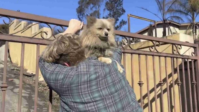 Video: Hombre se reencuentra con su perro luego de cinco días tras incendios en California