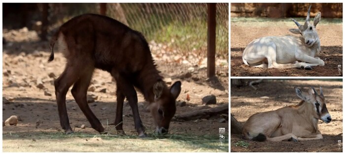 #Video | Imparable la cigüeña en el zoológico; nacen 7 crías de antílopes