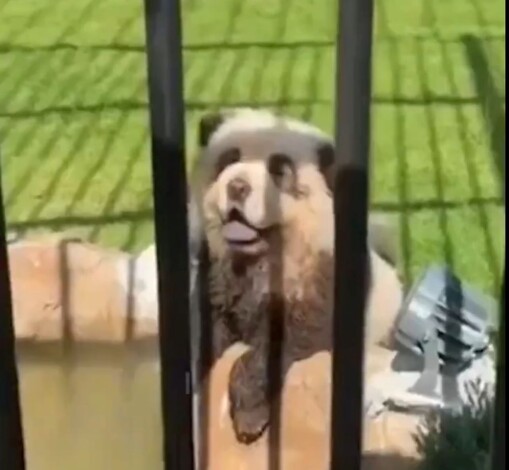 #Video | ¡Increíble! Zoológico en China vuelve a disfrazar perros Chow Chow como pandas para atraer visitantes