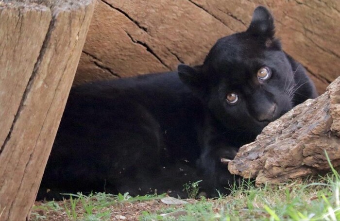 #Video | Muere jaguar en el zoológico por inundación provocada por el Ayuntamiento de Morelia, acusa el Gobierno Estatal