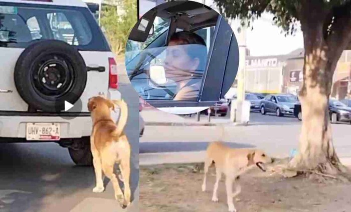 #Video: Mujer abandona su perro y este la persigue por varias cuadras