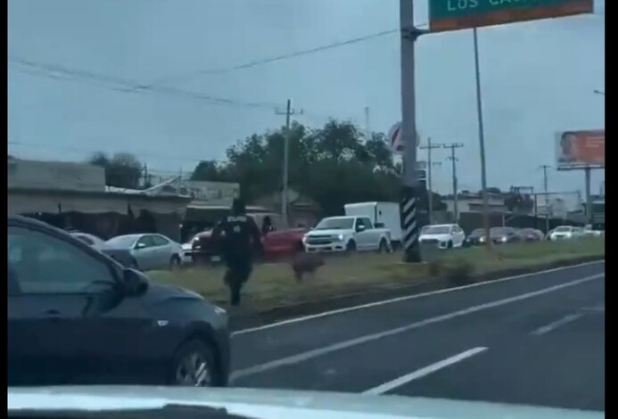 #Video | Oficial de tránsito protagoniza divertida persecución de un cerdito en Nuevo León