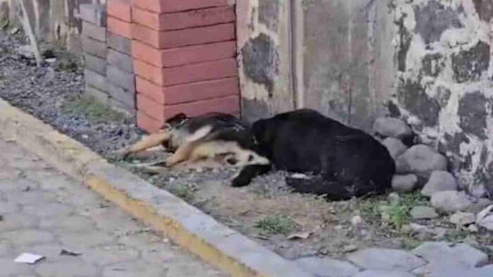 #Video: Perrito desesperado trata de auxiliar a compañero envenenado en Atlixco