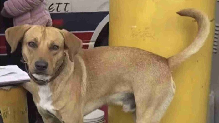 Video: Perrito frustra asalto en una gasolinera