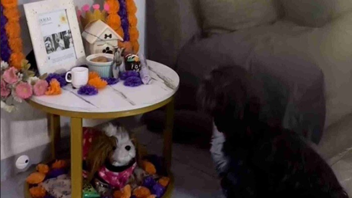 Video: Perrito reconoce la foto de su mamá fallecida en la ofrenda