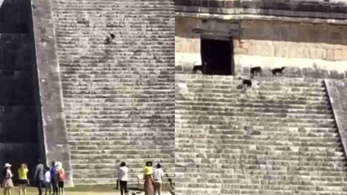 Video: Perrito sube a pirámide de Chichén Itzá para reunirse con otros canes