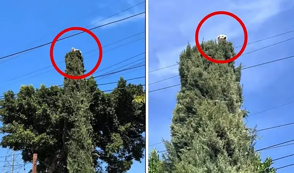 #Video: Perro se sube hasta la cima de un árbol; nadie sabe cómo llegó ahí