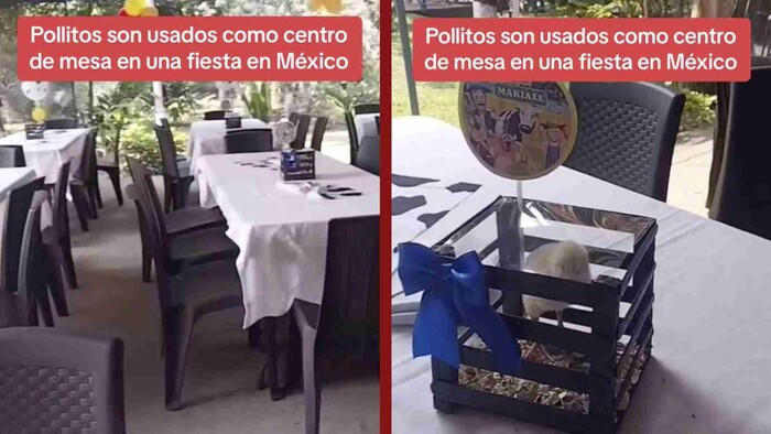 Video: Pollitos como centros de mesa en fiesta causan indignación