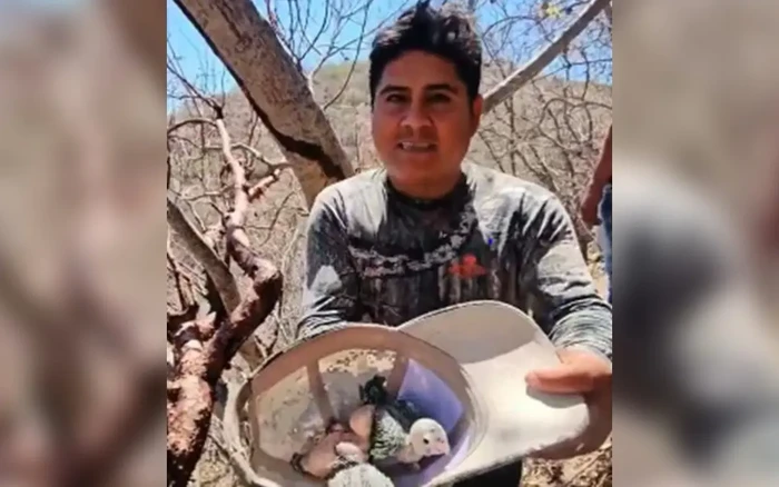 #Video: Profepa va por el que saqueó nido de pericos en peligro de extinción en Guerrero