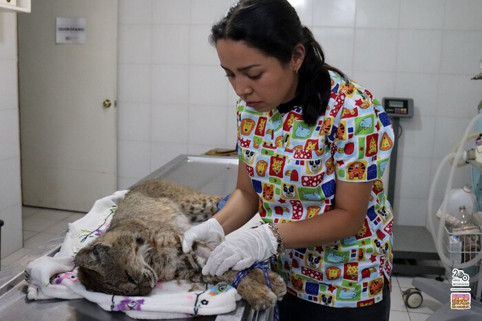 #Video | Recibe Zoo de Morelia un lince rojo rescatado por la Profepa