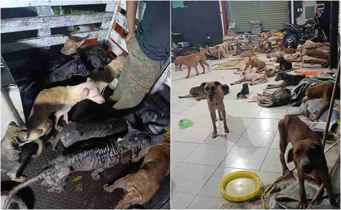 #Video: Refugio salva a perritos callejeros por huracán Beryl