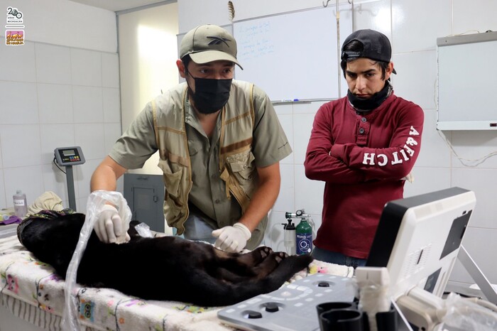 #Video | Reporta el zoológico delicada de salud a la jaguar rescatada y a guanacos, tras su contacto con lodos contaminados del OOAPAS