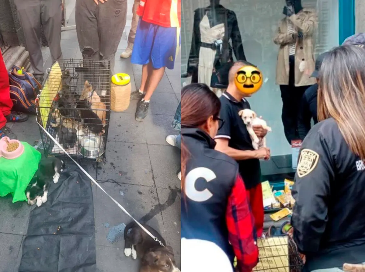 #Video: Rescatan a perritos y gatitos usados para pedir “donaciones” en CDMX
