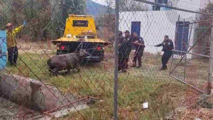 #Video: Rescatan a un «toro» de un pozo de agua de OOAPAS