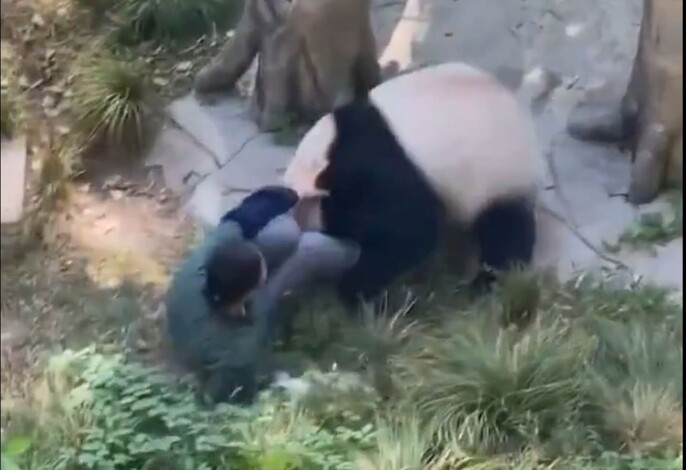 #Video | ¡Terror en el zoológico! Panda gigante Ding Ding ataca brutalmente a su cuidadora en Chongqing