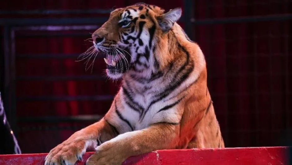#Video: Tigre salta al público luego de que la malla se cayera
