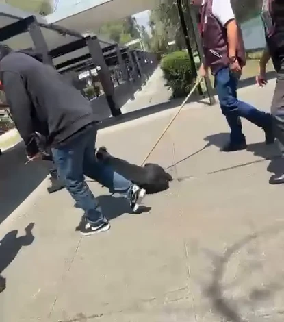 #VIDEO: Trabajadores del IPN son grabados maltratando a un perrito