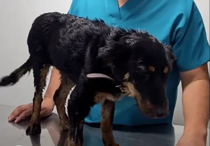 #VIDEO: Violeta, la perrita rescatada del chapopote, muestra una notable evolución