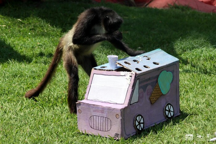 #Video | Zoo de Morelia refresca a monos araña con helados por onda de calor