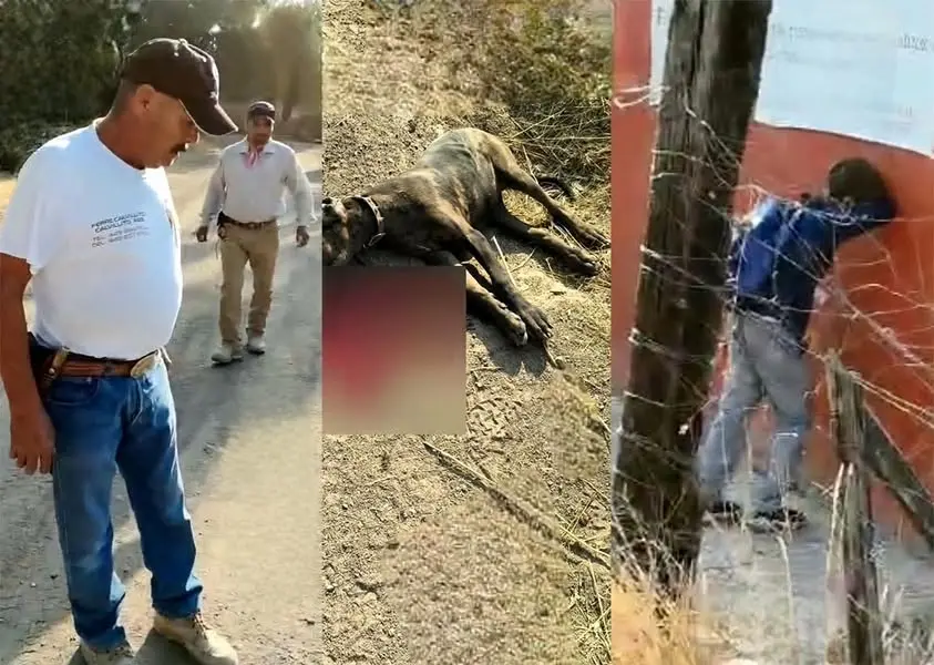 #VideoFuerte: Hombre dispara a perro en la cabeza frente a su dueño, un niño que salía de la escuela