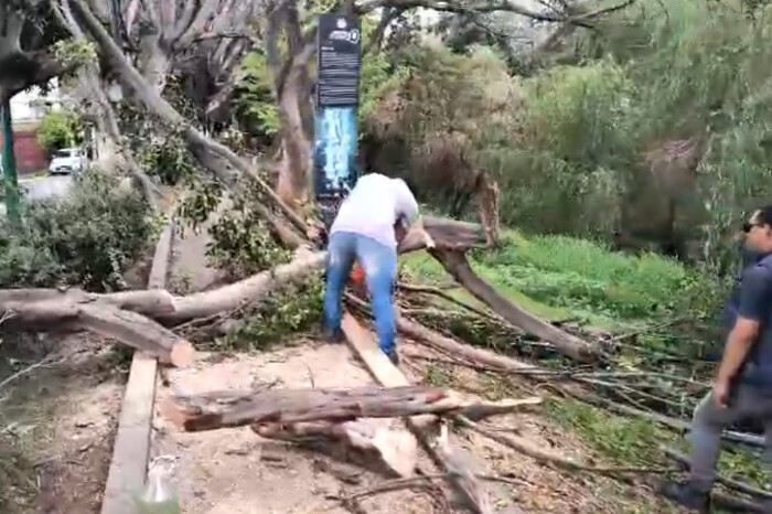 VIDEOS | Fuertes lluvias tumban 5 árboles en avenida Solidaridad