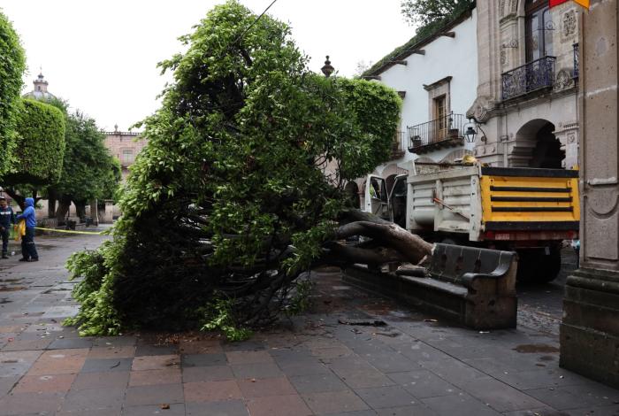 #Videos | Gobierno de Morelia retira 2 frondosos árboles caídos por las lluvias