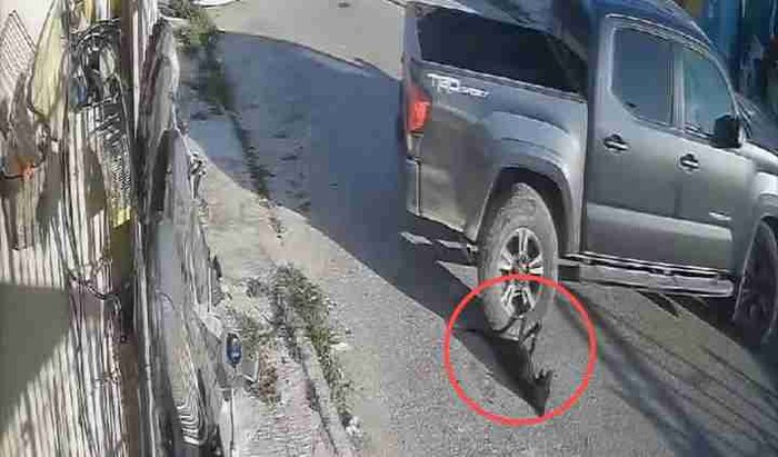 #VideoSensible: Hombre arrolla a perrita invalida en Merida mas de 4 veces