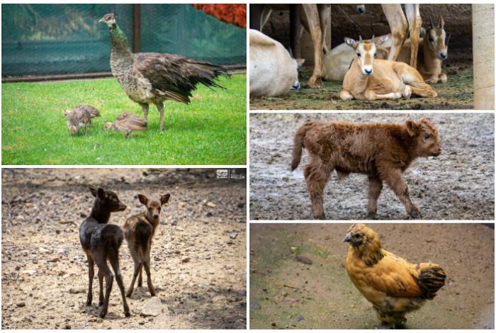 ¿Ya conoces a los nuevos habitantes del Zoológico de Morelia? Nacen búfalos, pavorreales y más especies
