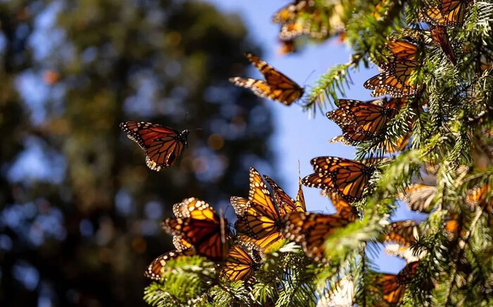 Ya llegó la mariposa monarca a Michoacán; próximo viernes abren santuarios