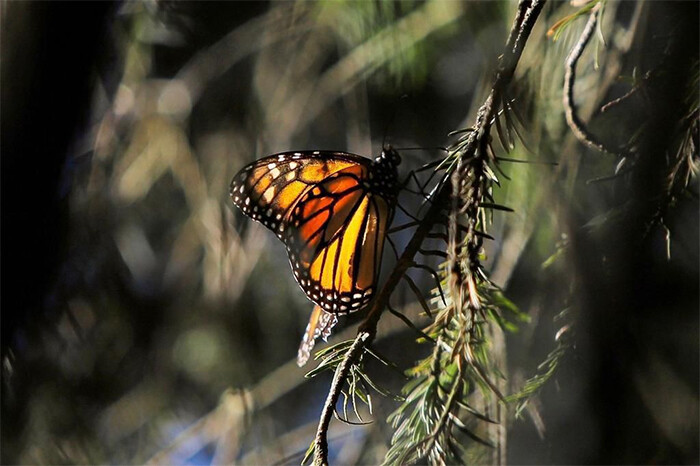 ¿Ya visitaste los santuarios de la monarca en Michoacán? Vive el espectáculo único en el mundo