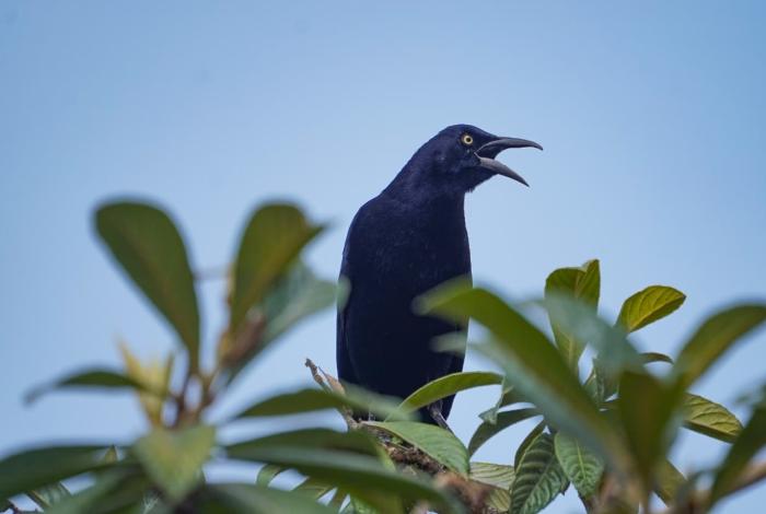 Zanate o Quiscalus mexicanus, el ave que ves diario y quizá no conocías