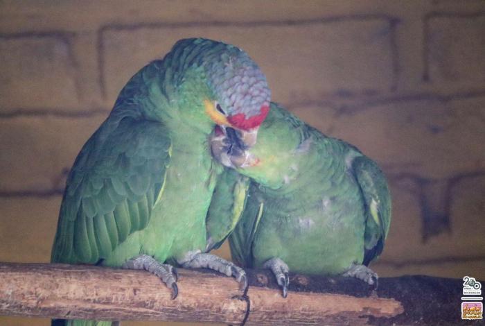 Zoo Morelia ha recibido al menos 35 ejemplares asegurados en 2025