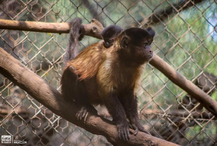 Zoo Morelia tiene nuevo bebé; nace cría de mono capuchino