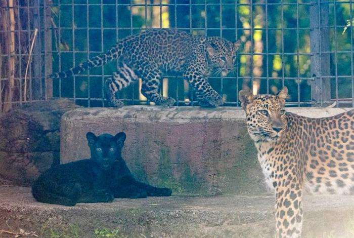 Zoológico Benito Juárez da la bienvenida a sus nuevos bebés, crías de leopardo