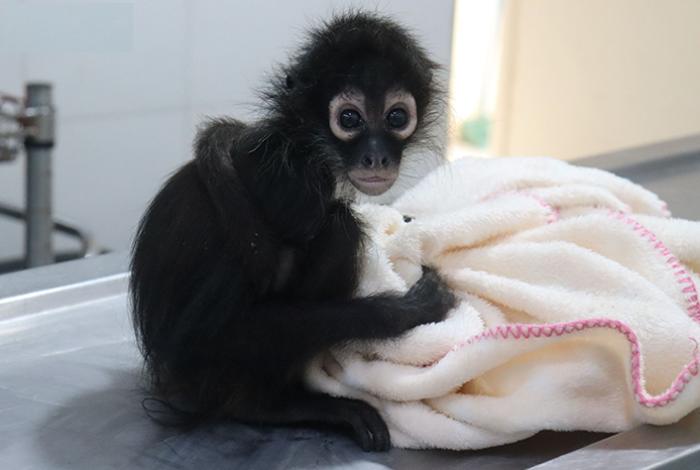 Zoológico de Morelia acoge monos araña y tamandúa para su rehabilitación