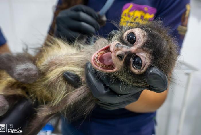 Zoológico de Morelia brinda atención especializada a mono araña rescatado