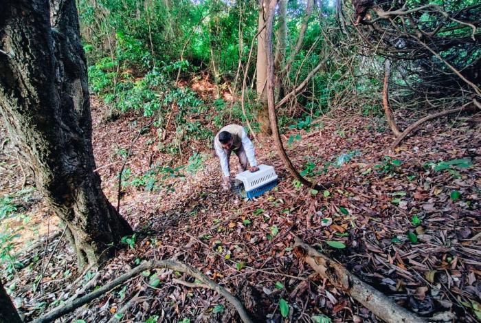 Zoológico de Morelia en colaboración con Profepa liberan a tamandúa mexicana