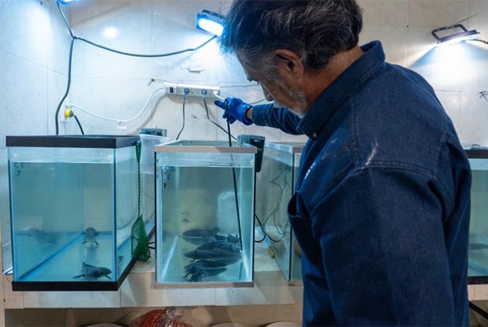 Zoológico de Morelia impulsa investigación científica para la conservación del ajolote