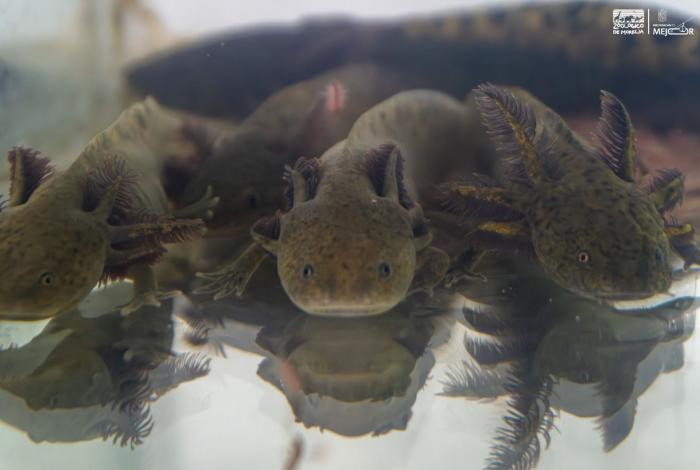 Zoológico de Morelia llevará ciencia para el rescate del ajolote a EE.UU.