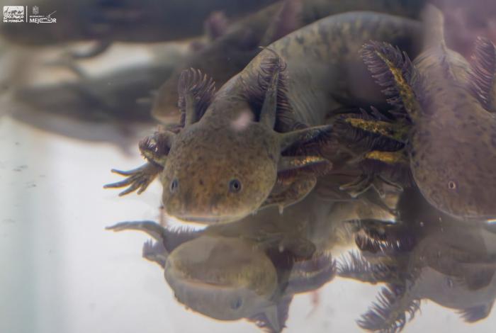 Zoológico de Morelia llevará ciencia para el rescate del ajolote a EE.UU.