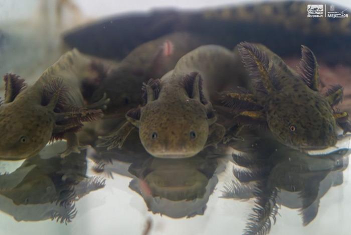Zoológico de Morelia presentará en USA su proyecto y técnica para conservar al ajolote